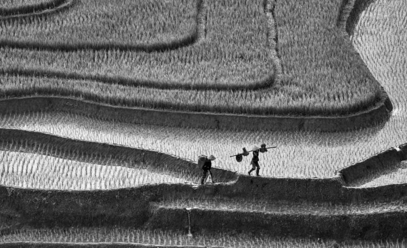 Выставка «Рис» фотографа Александра Дымникова в Боготоле