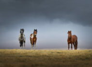Выставка «Когда поворачиваешь на восток: Монголия-Тибет» / 5 - 27 мая