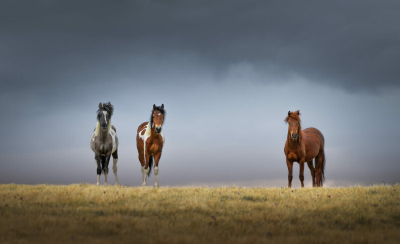 Выставка «Когда поворачиваешь на восток: Монголия-Тибет» / 5 - 27 мая