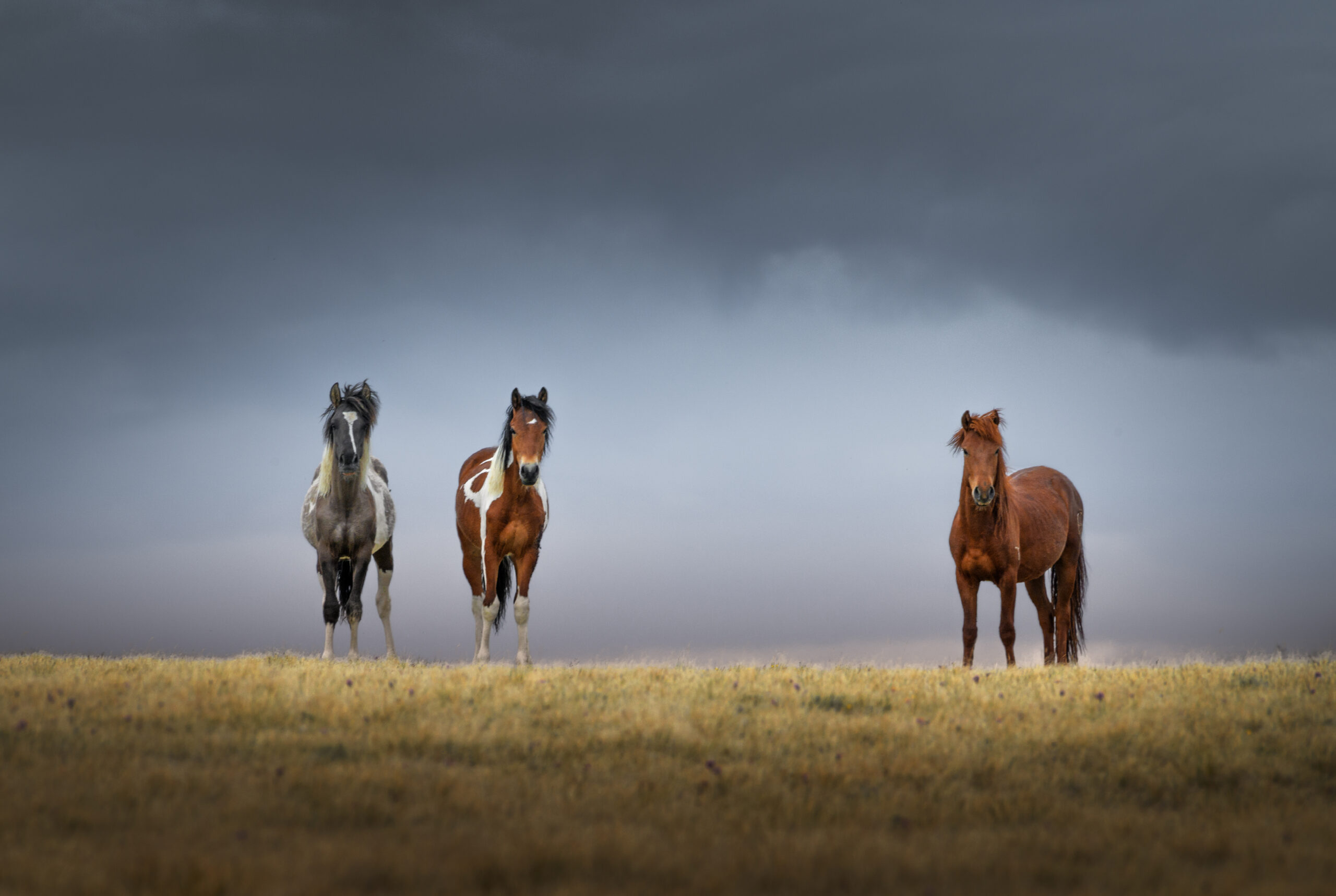 Выставка «Когда поворачиваешь на восток: Монголия-Тибет» / 5 – 27 мая